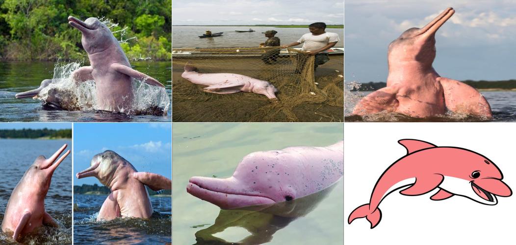 /7-beneficios-de-adoptar-un-delfin-rosado/media/collage2.jpeg